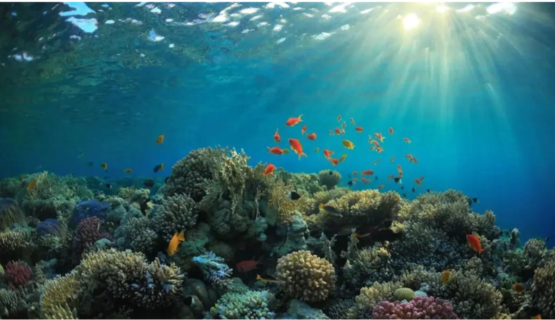 The Oxygen-Producing Marvel of Coral Reefs