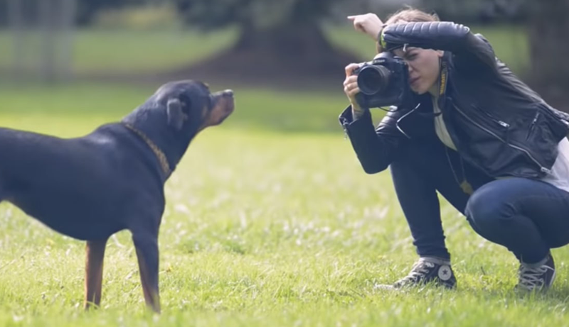 Best Cameras For Dog Photography